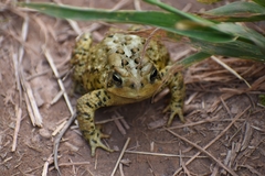 Anaxyrus americanus