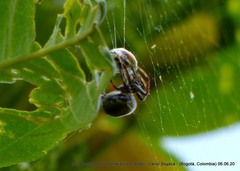 Araneus granadensis
