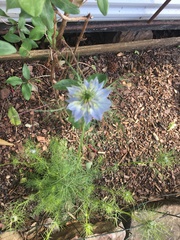 Nigella damascena