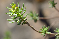 Sedum bourgaei