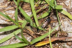 Myzinum carolinianum