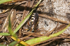 Myzinum carolinianum