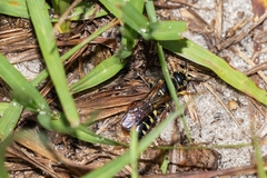 Myzinum carolinianum