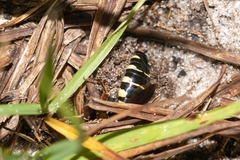 Myzinum carolinianum