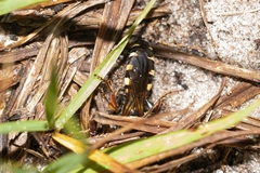 Myzinum carolinianum