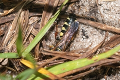 Myzinum carolinianum
