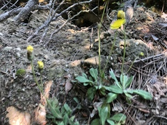 Pilosella flagellaris