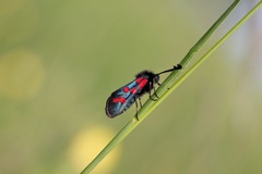 Zygaena oxytropis