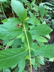 Lonicera involucrata