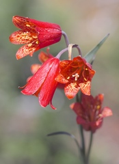 Fritillaria recurva