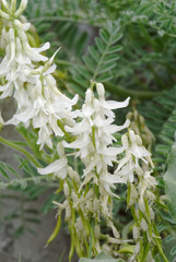 Astragalus drummondii