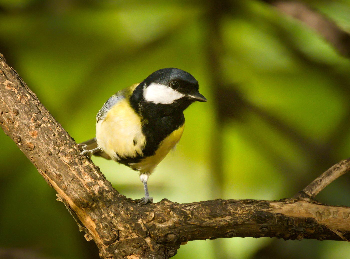 The Great Tit (Parus Major) Or Titmouse Is A Widespread And Common Species  Throughout Europe, The Middle East, Central And Northern Asia, And Parts Of  North Africa In Any Sort Of Woodland.