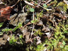 Peltigera evansiana