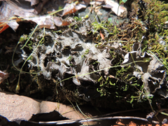 Peltigera evansiana