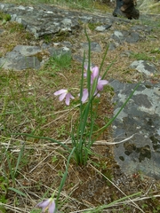 Olsynium douglasii
