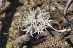 Allium falcifolium