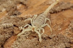 Paruroctonus utahensis