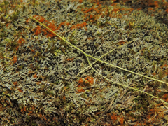 Bilimbia sabuletorum