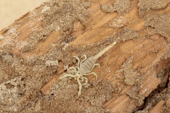 Paruroctonus utahensis