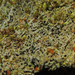 Six-celled Moss Dot Lichen - Photo (c) Rob Curtis, some rights reserved (CC BY-NC-SA), uploaded by Rob Curtis