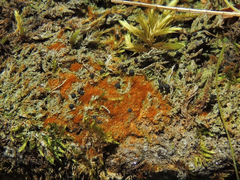 Bilimbia sabuletorum