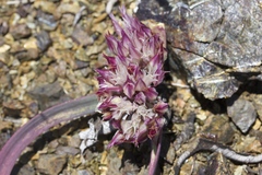 Allium falcifolium
