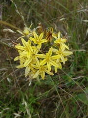 Triteleia ixioides ixioides