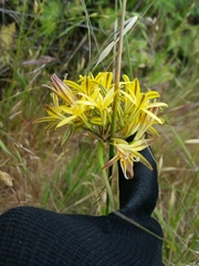 Triteleia ixioides ixioides