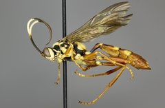 Ichneumon fuscifrons