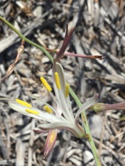Chlorogalum grandiflorum