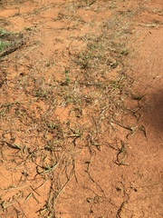 Chlorogalum grandiflorum
