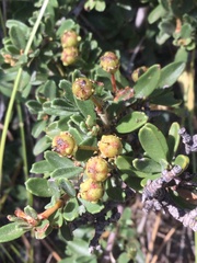 Ceanothus roderickii