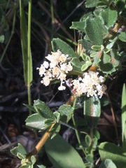 Ceanothus roderickii