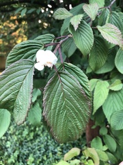 Viburnum plicatum