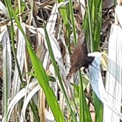 Erynnis icelus