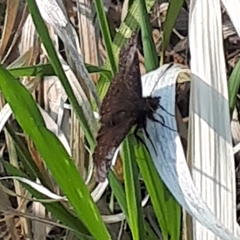 Erynnis icelus