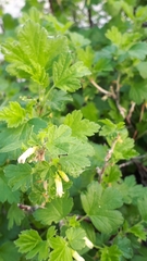 Ribes americanum pauciglandulosum