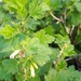 Ribes americanum pauciglandulosum - Photo (c) Séraphin Poudrier, algunos derechos reservados (CC BY-NC), subido por Séraphin Poudrier