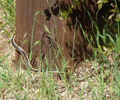 Masticophis lateralis euryxanthus