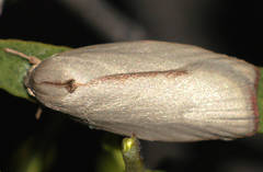Euchaetis