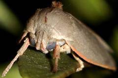 Euchaetis