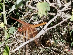 Libellula saturata
