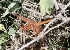 Libellula saturata