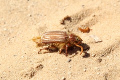 Polyphylla monahansensis