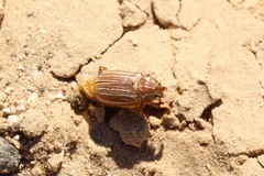 Polyphylla monahansensis