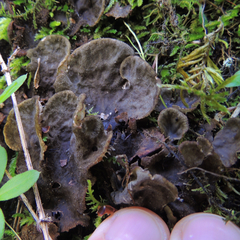 Peltigera evansiana