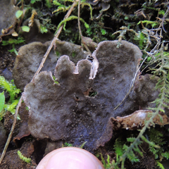 Peltigera evansiana