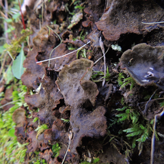 Peltigera evansiana