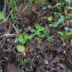 Peltigera evansiana
