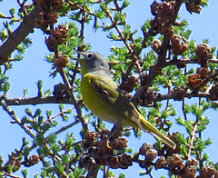 Leiothlypis ruficapilla image